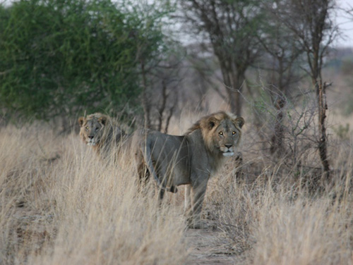 honey badger vs lion. Two younger lions passed up by