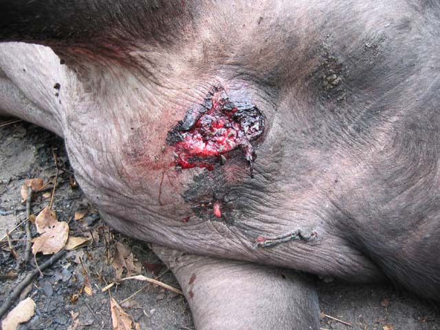 This buffalo had wounds from fighting lions off. This wound is in his chest, 